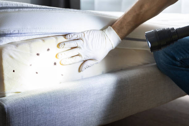 Best Mosquito Control Services  in Foster Brook, PA