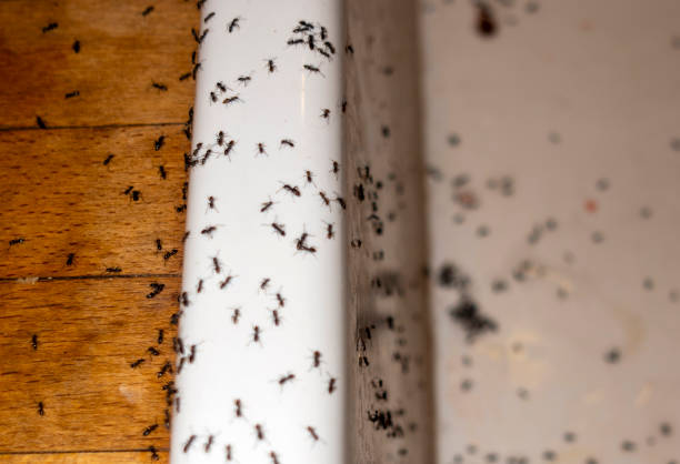 Pest Control for Restaurants in Foster Brook, PA