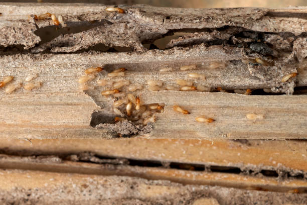 Best Bed Bug Extermination  in Foster Brook, PA